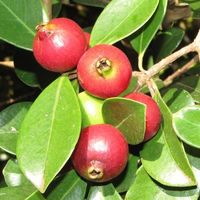 Goyavier fraise  PLANT 15-20cm