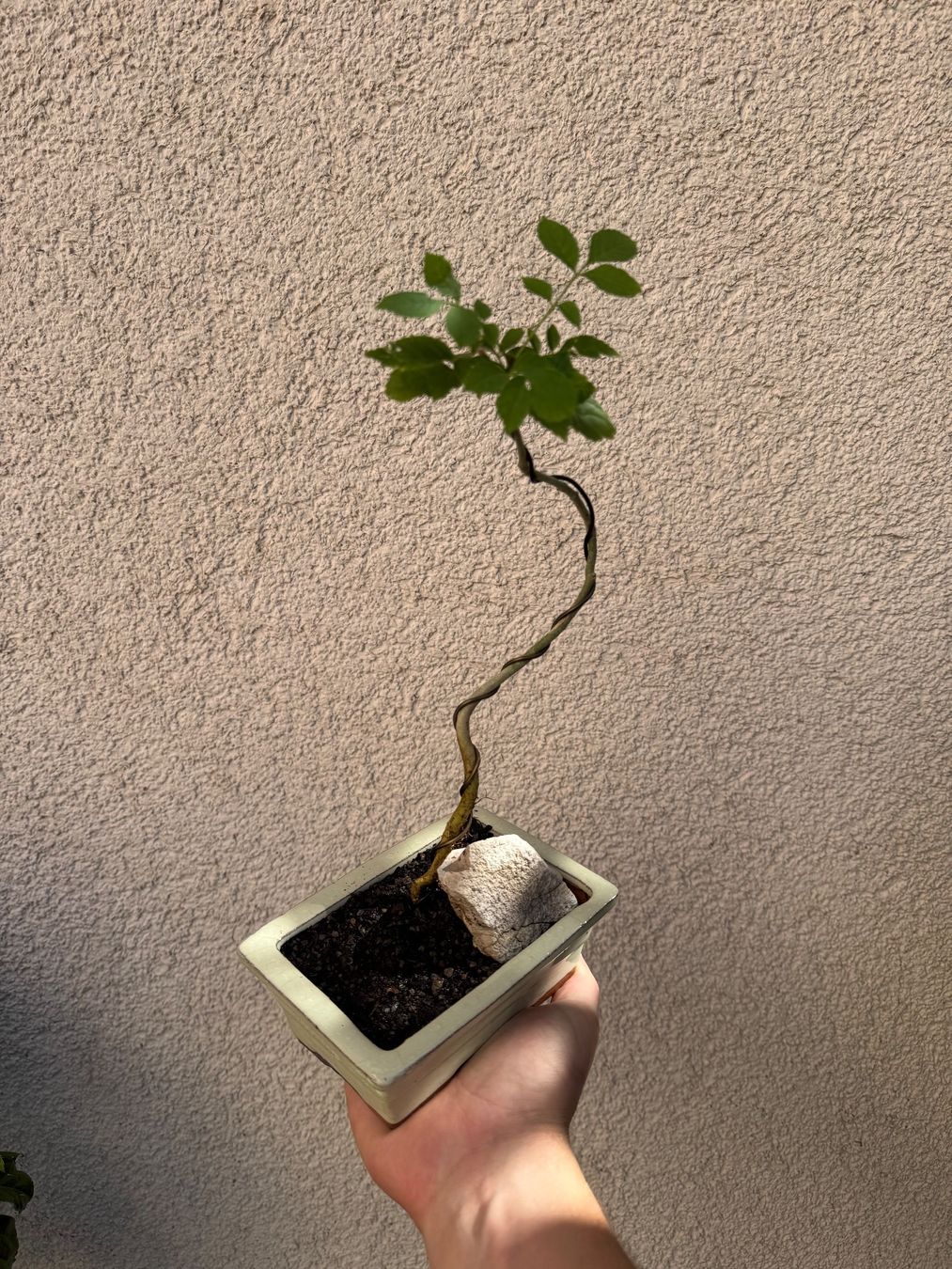 Pflanzen & Samen: Eschen Bonsai im Topf – Gebraucht aus Rümlang von Gruseh.ch