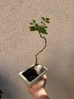 Eschen Bonsai im Topf