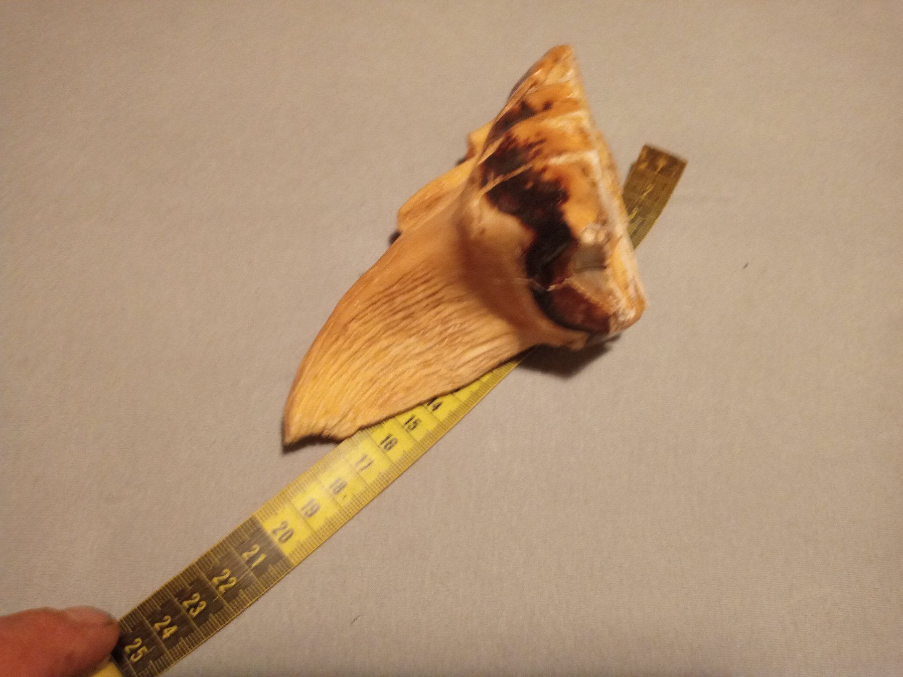 Fossili: fossile Backenzahn (Molar) eines Elefanten ? – Usato da Prez-vers-Siviriez venduto da Monija70 4