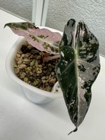 Alocasia Polly „Snowflake” Variegata – young plant ❄️🩷