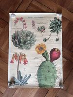 Poster Kakteen Succulents