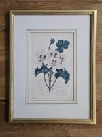 Antiker Pelargonium Stich 1822 - Botanische Illustration