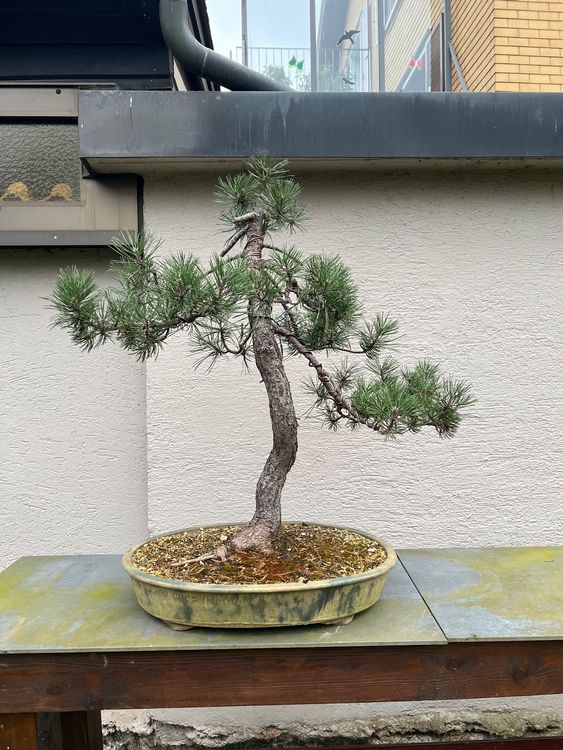 41+ Kiefer Bonsai Kaufen, Ein gartenbonsai mit nadel und kompakten