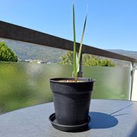 Winterharte Zwergpalme (Chamaerops humilis) zu verkaufen