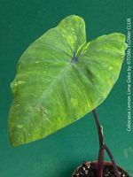 Colocasia Esculenta "Lemon Lime Geko" - Tropenflair für Dich