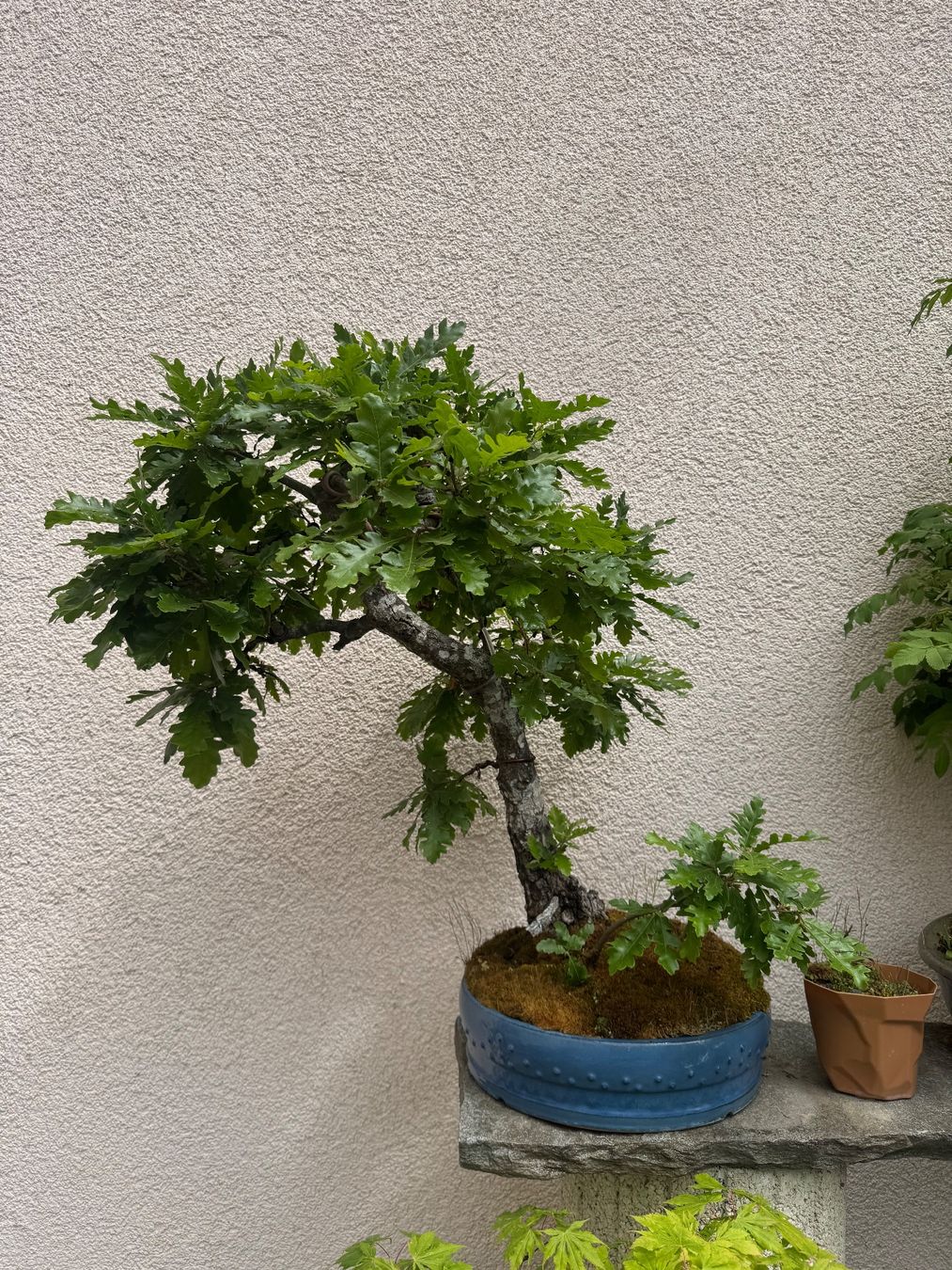 Piante & sementi: Ziereiche Bonsai – Usato da Rümlang venduto da Gruseh.ch