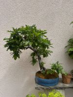 Ziereiche Bonsai