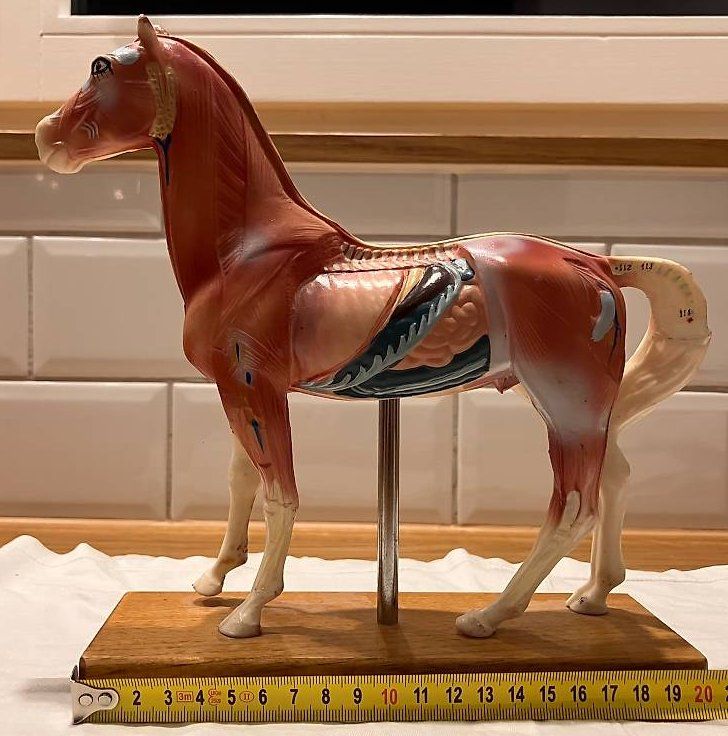 Figuren: Wunderschönes, Akkupukturpferd – Gebraucht aus Unterägeri von R_66 2
