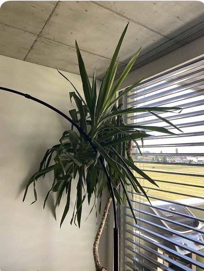 Pflanzen & Samen: Yucca Palme – Gebraucht aus Mörschwil von sandy828 1