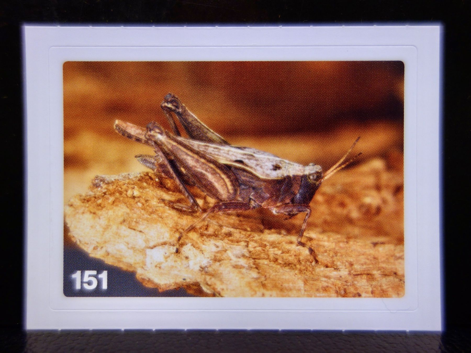 Migros Carte collezionabili: MIGROS MANIA Nature Detectives Nr. 151 – Nuovo e nell'imballaggio originale da Kerzers venduto da djstarsky73