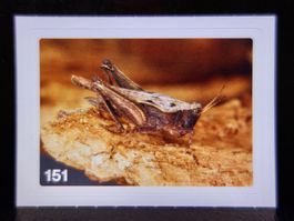 MIGROS MANIA Nature Detectives Nr. 151