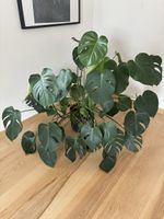 Monstera