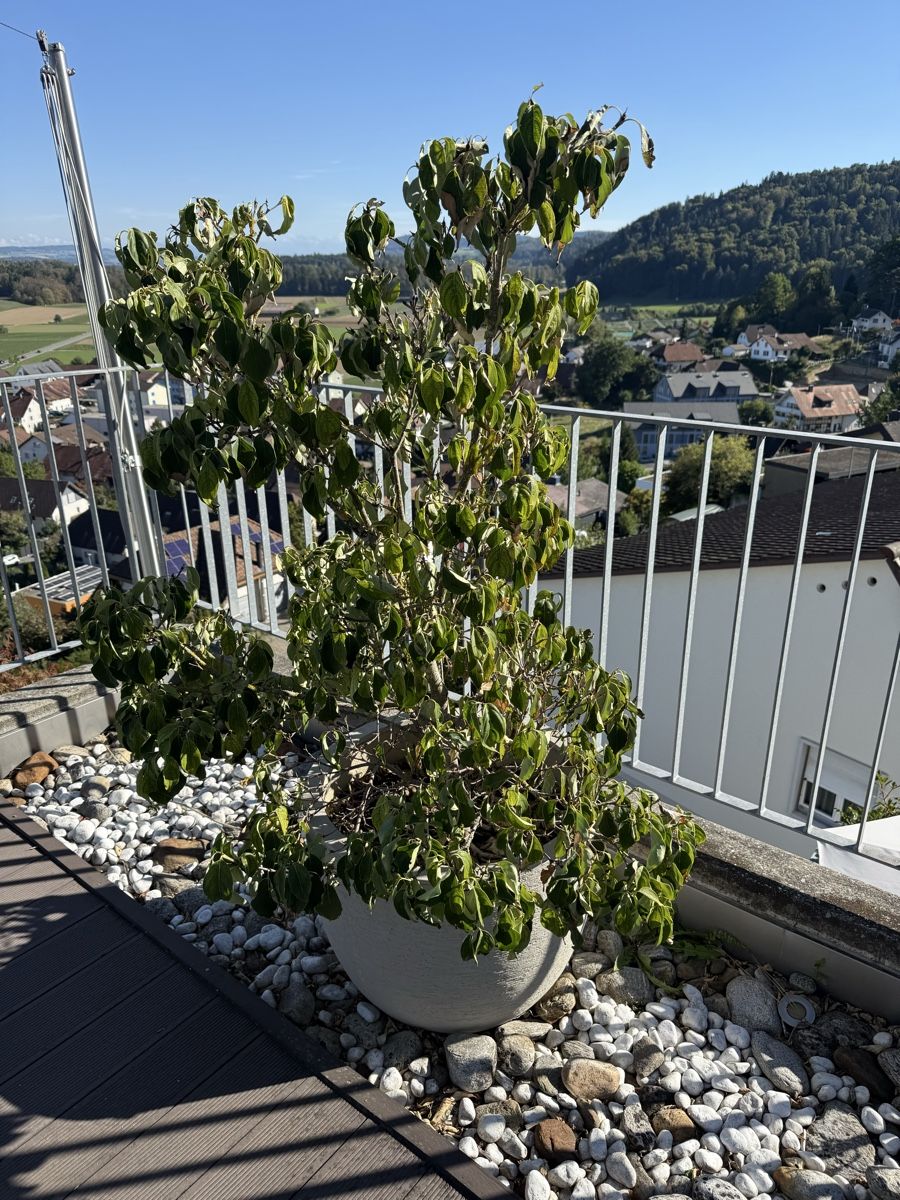 Piante & sementi: Pflanze inkl Topf – Usato da Schafisheim venduto da zob_2000