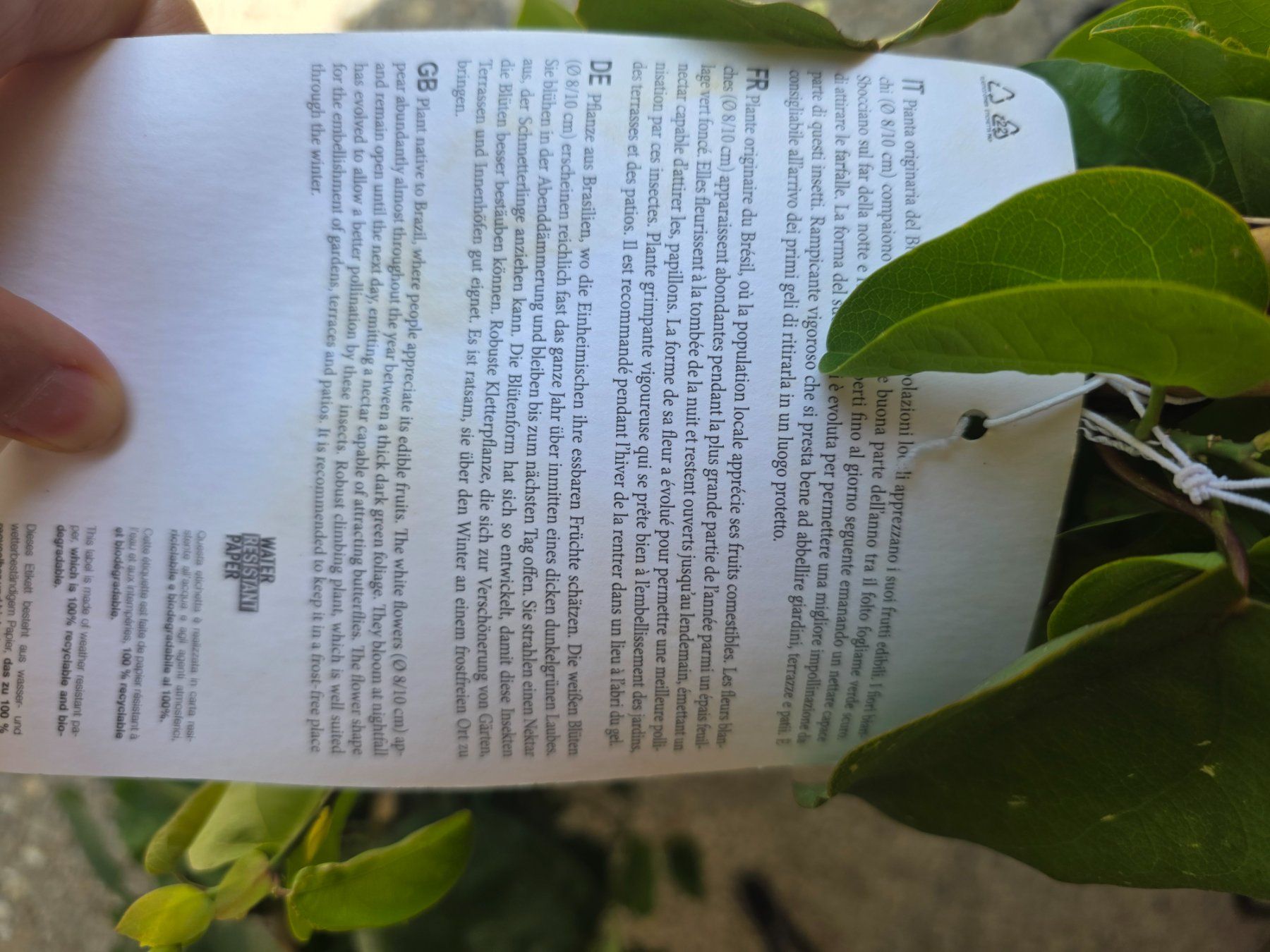 Piante & sementi: 2 Stk - Kletterpflanze Passiflora mucronata. – Usato da Niederscherli venduto da Pemela 3