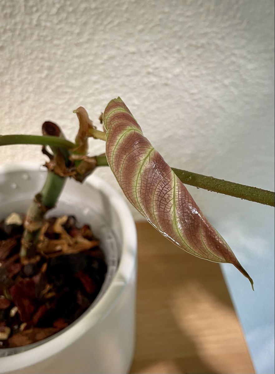 Piante & sementi: Philodendron Verrucosum – Nuovo (secondo la descrizione) da Watt venduto da anics.plants 2