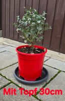 Pflegeleichter kleiner Eukalyptus gunnii