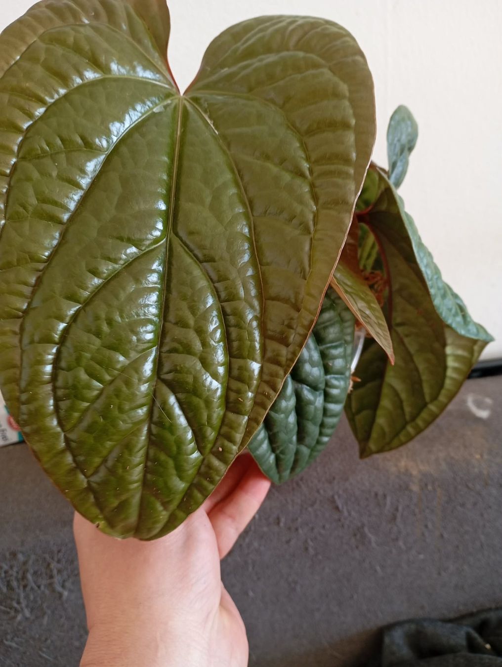 Piante & sementi: anthurium radicans x luxurians – Nuovo e nell'imballaggio originale da Mönchaltorf venduto da engel3333 2