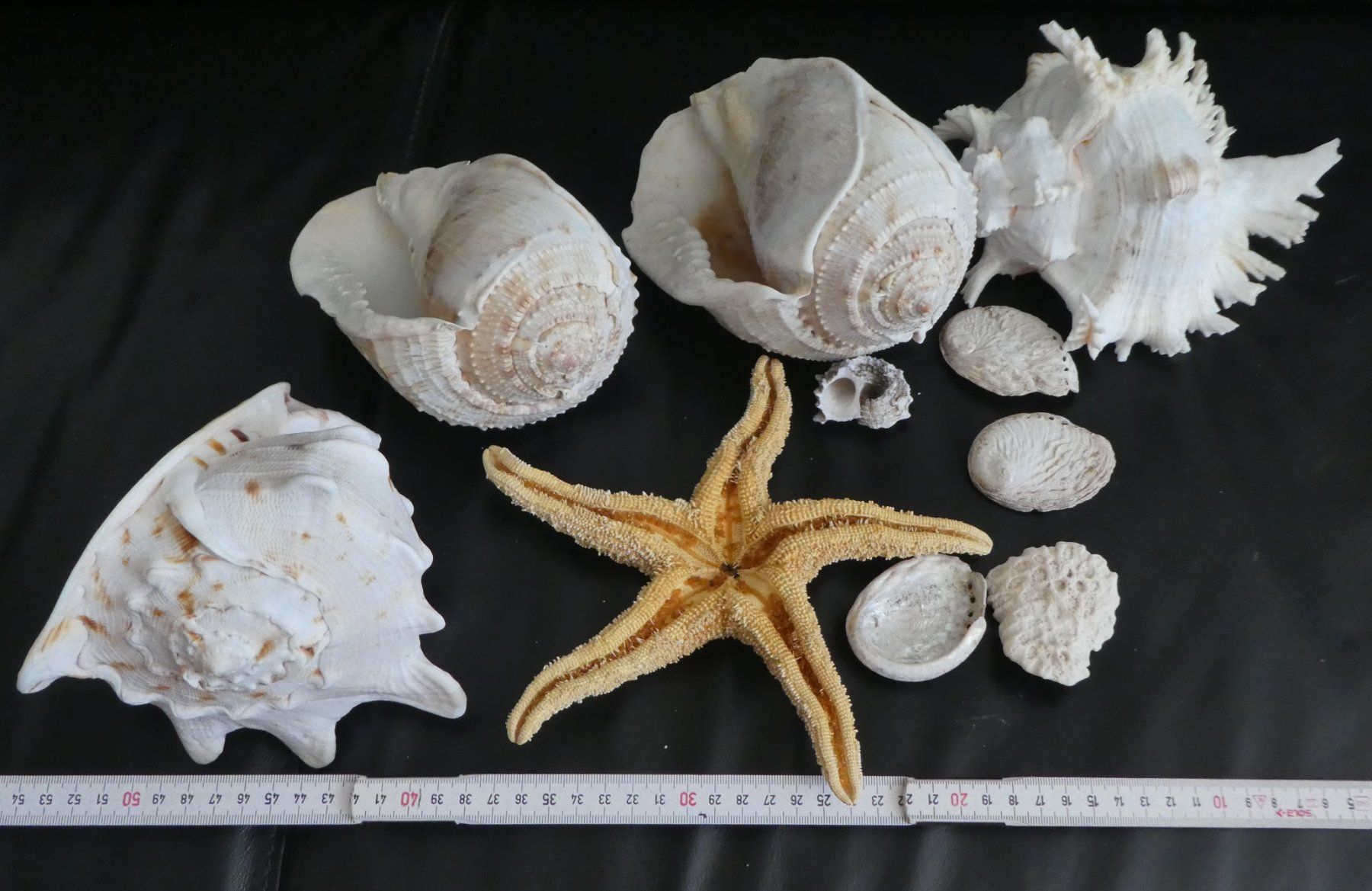 Tutte le decorazioni: Echte Muschelsammlung,  grosse Stücke! – Usato da Diessenhofen venduto da Hundeseele 5