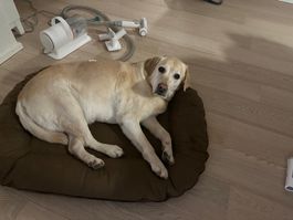 Homerunpet Dog Clipper Vacuum cleaner