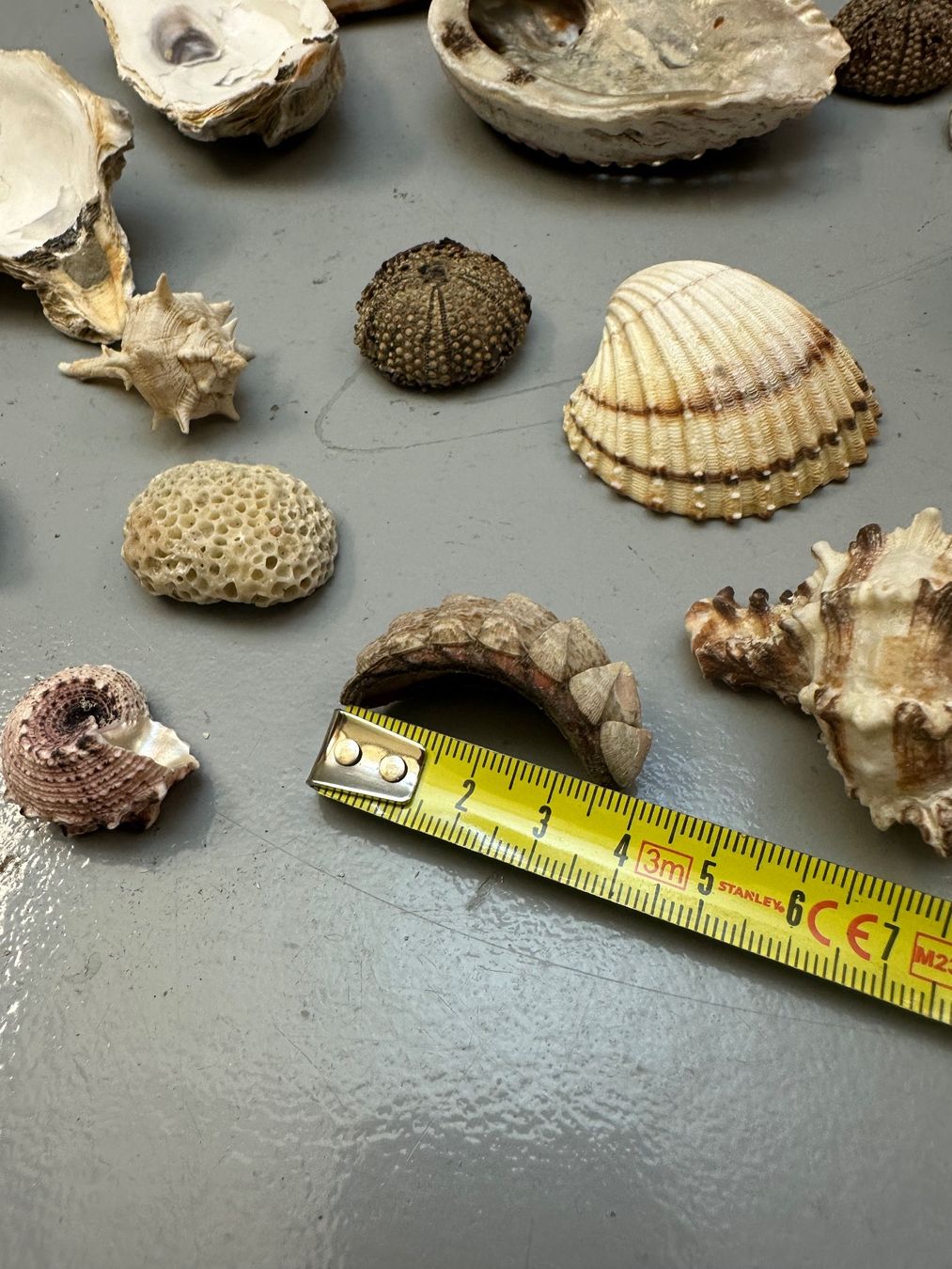 Fossilien: MUSCHELN DIV AB 1.-!!! – Gebraucht aus Zürich von NIKI777 7