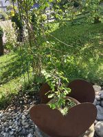 Blumentopf Herzform