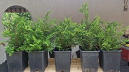 5X Koniferen Immergrüne Heckenpflanzen  Leylandii Zypressen