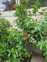 Dipladenia