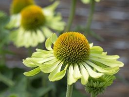 15 Samen  Echinacea ALAN'S PRIDE