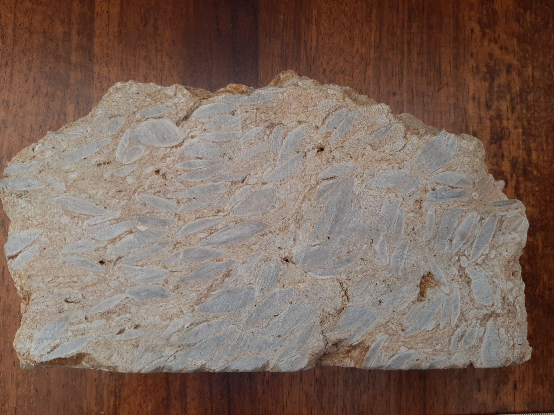 Fossili: Einzeller Fossil – Usato da Rickenbach BL venduto da Oktober68 3