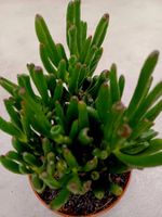 Fleischige Pflanze, Sukkulente CRASSULA OVATA "Hobbit" 20 cm