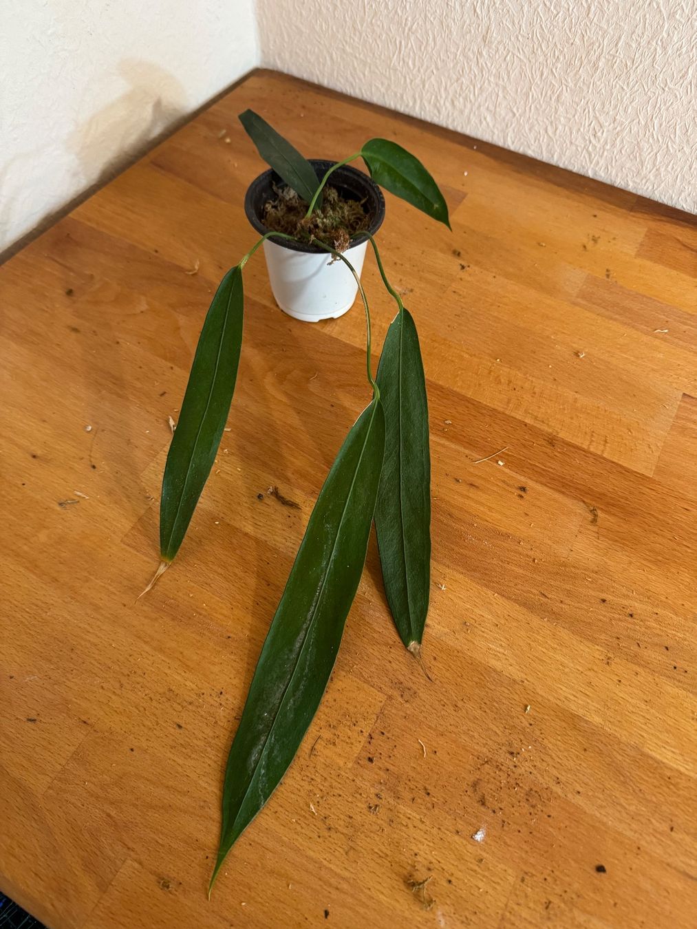 Piante & sementi: Anthurium wendlingeri – Usato da Männedorf venduto da mrclst 1