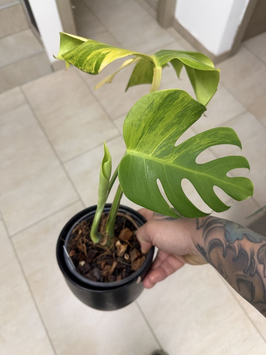 Piante & sementi: Monstera Green on Green TRICOLOR – Usato da Losone venduto da Dan_Monroe 3