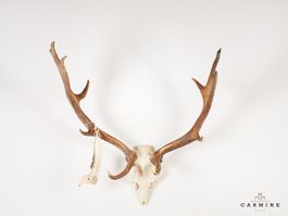 Damhirsch Trophäe – Geweih ohne Holzschild Vintage