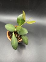 Hoya Tsangii (1-6)