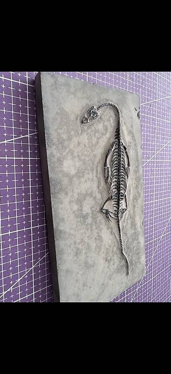 Fossili: Keichousaurus Fossil – Usato da Abtwil AG venduto da dca_gch7 2