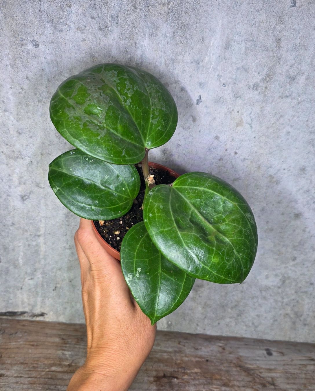 Pflanzen & Samen: Hoya  'Sarawak Cream' – Neu (gemäss Beschreibung) aus St.Erhard von Plumilandschweiz 3