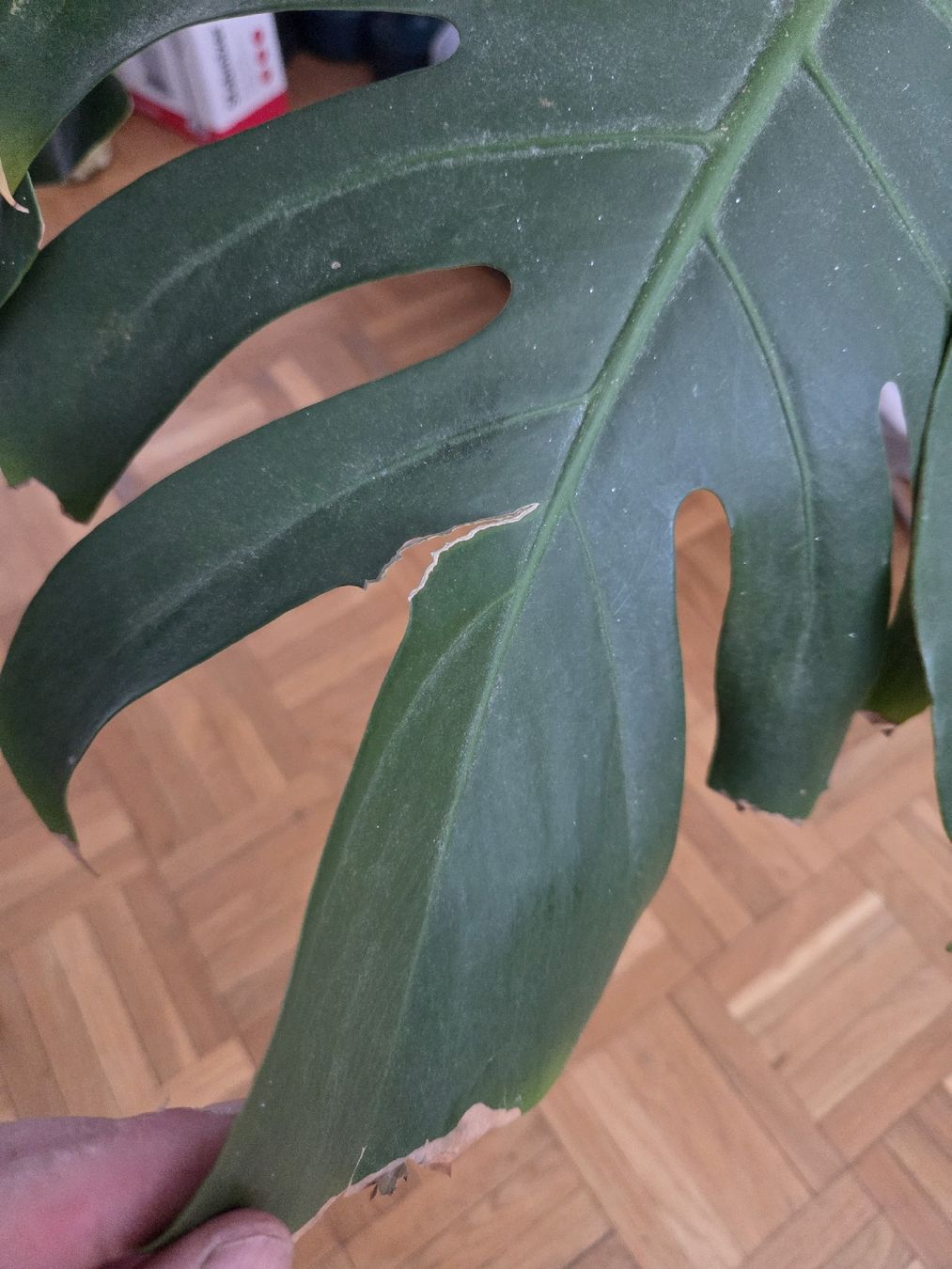 Piante & sementi: Monstera – Usato da Zürich venduto da Shiva79 4