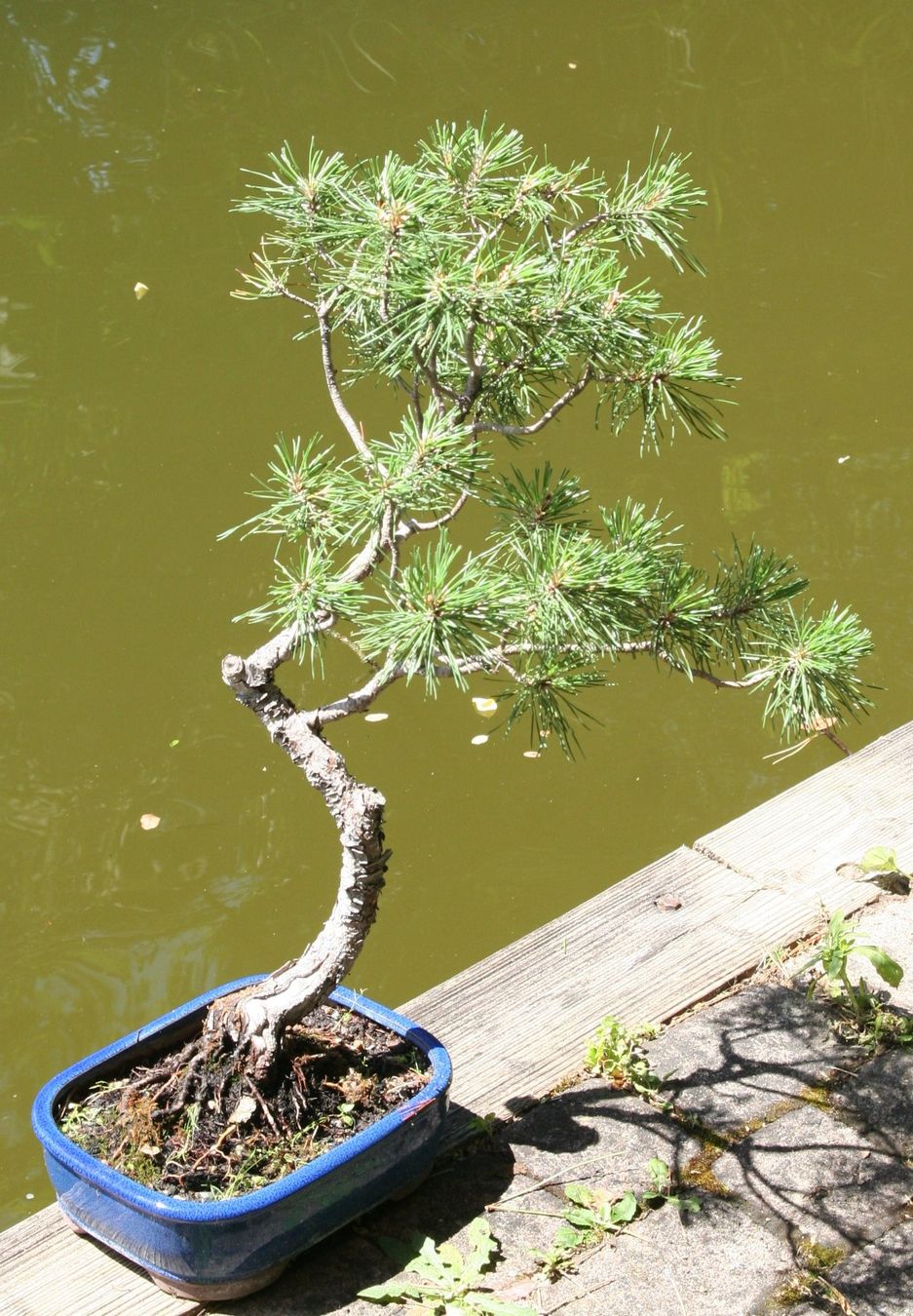 Piante & sementi: BONSAI  -  Bergkiefer – Usato da Gretzenbach venduto da Sikim