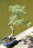 BONSAI  -  Bergkiefer