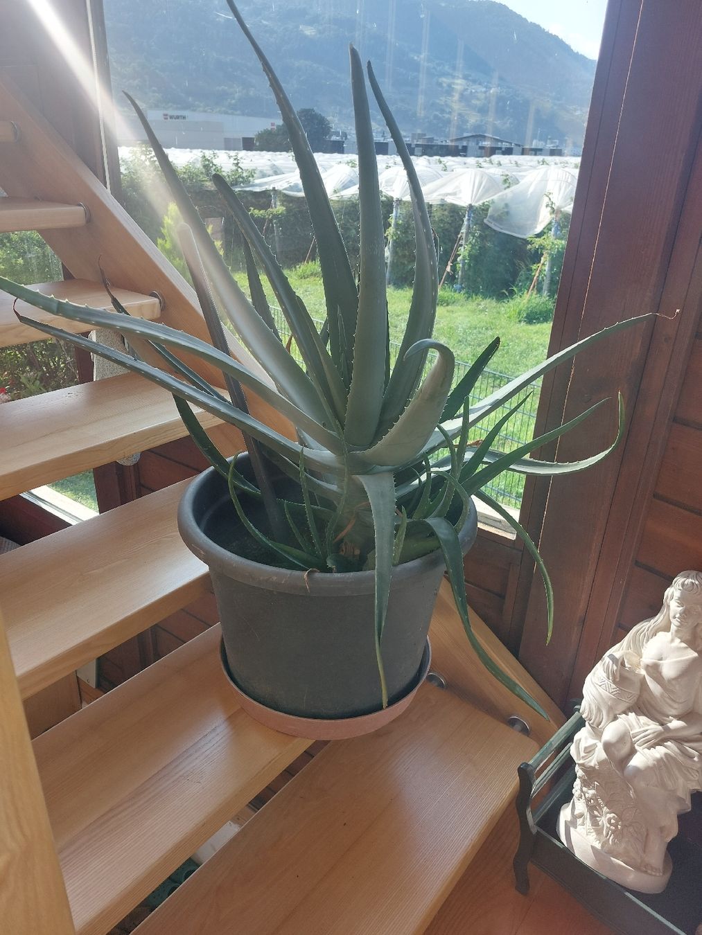 Pflanzen & Samen: Eine riesen grosse Aloe Vera – Neu (gemäss Beschreibung) aus Landquart von Cedes