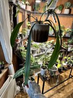 🌱 Anthurium Vittarifolium 🌱