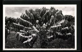 Foto-AK Casimir Zagourski, Blühender Ka