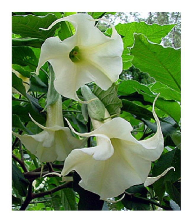 Engelstrompete Arborea Brugmansia arborea 10 Samen Kaufen auf Ricardo