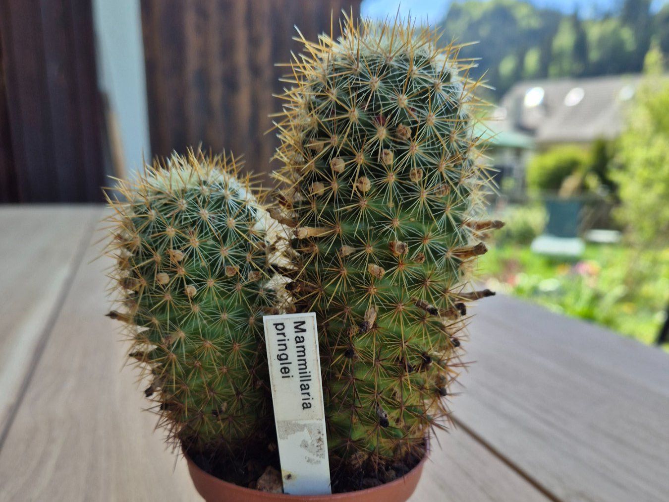 Piante & sementi: Kaktus Mammillaria pringlei – Usato da Steg im Tösstal venduto da Stacheli24 2