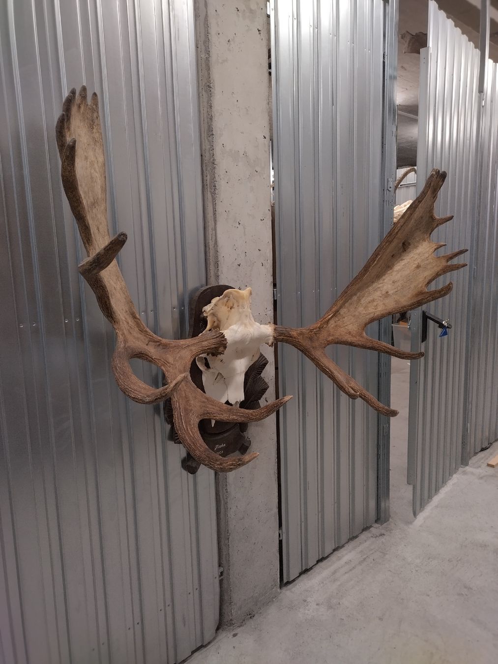 Welt der Tiere: Grosser Elch Geweih Schädel Jagdtrophäe Deko Hirsch – Gebraucht aus Wettingen von Bwalti 2