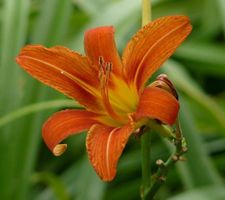 Taglilien rhizome