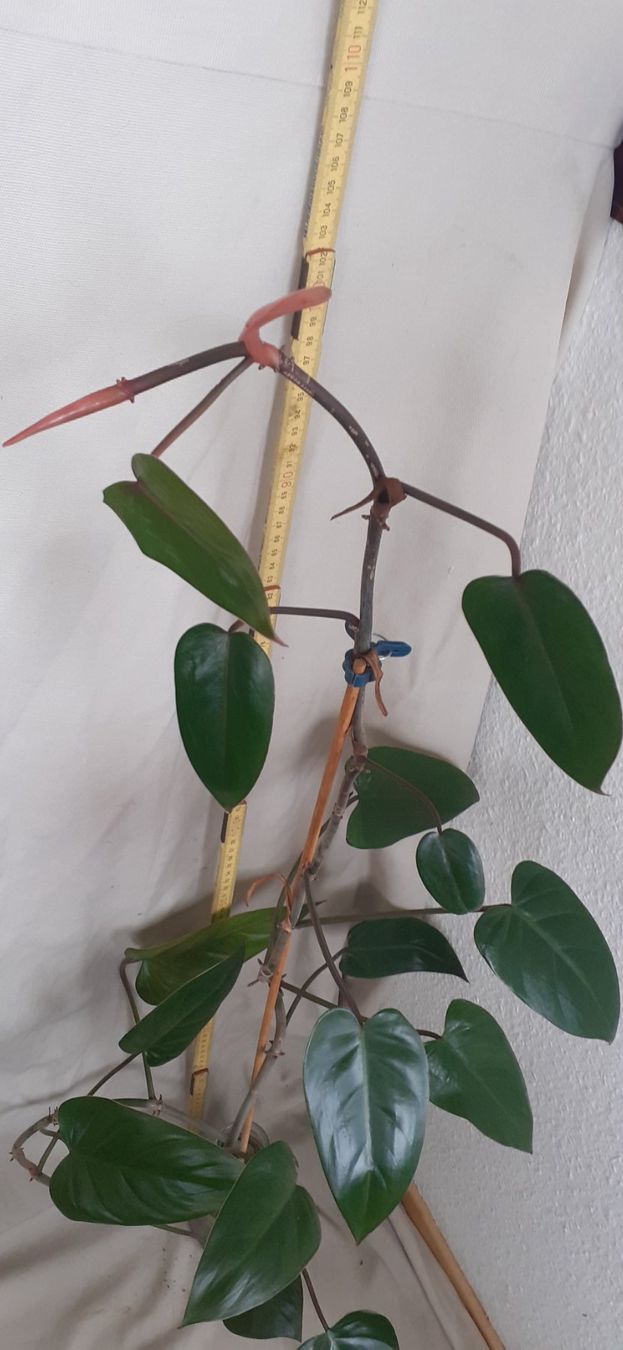 Plantes & graines: Junge Red Amerald Philodendron-Pflanze im Wasserglas – Neuf (Voir description) à Kilchberg ZH par hobbysale01 5