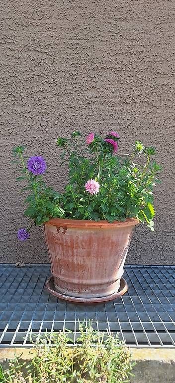Vasi per fiori: Terracottatopf / Blumetopf / Pflanzentopf – Usato da Madiswil venduto da Oleander2