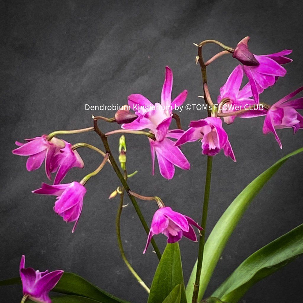 Piante & sementi: Dendrobium Kingianum - żart duftende Orchidee – Nuovo e nell'imballaggio originale da Adliswil venduto da astom369 8